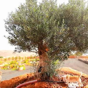 El Bounty , Puerto del Rosario (Fuerteventura) Spagna